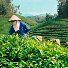 doanh nghiep viet phai chuyen minh de tan dung evfta